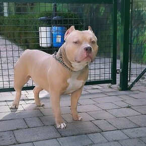 Amrican Bully Pocket - 5