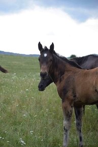 Predám Quarter Horse kobylu. - 5