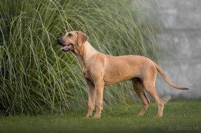 Rhodesian Ridgeback s PP k odberu - 5