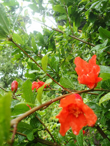 GRANÁTOVÉ JABLKO - PUNICA GRANATUM - 5