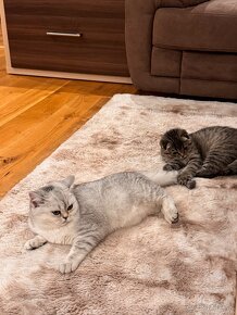 Scottish fold s PP, škótska klapouchá mačka - 5