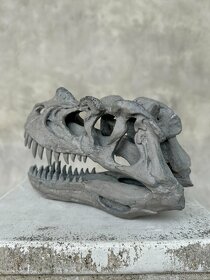 Replika lebky dinosaura Ceratosaurus Múzejná kvalita, 20cm - 5