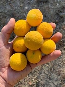 Vonkajší CITRUS do-27℃ 5€ - AKCIA 3+1 - 5