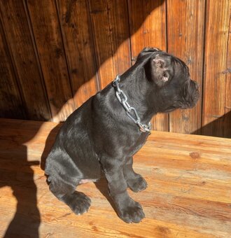 Šteniatko Cane Corso – úplne čierny psík - 5