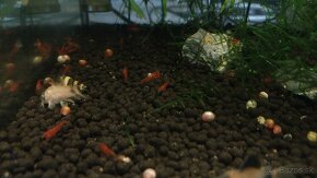 Krevetky,  akvarijné rastlinky - 5