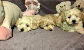 Mini maltipoo +36209877091 - 5