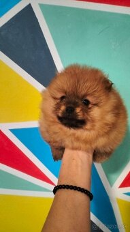 Oranžový špic -Pomeranian - 5