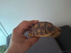 Korytnačka ostrohatá – lat. Geochelone sulcata - 5