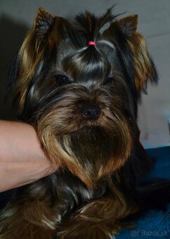 Jorkšírský teriér / Yorkshire Terrier / York / Jork - 5