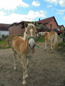 Prodám Hafling klisničku - 5