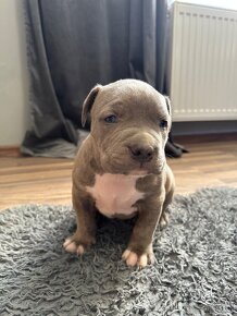 American bully xl / American bully xxl - 5