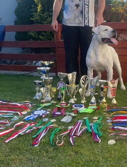 Argentínska doga štěňata, Dogo Argentino - 5