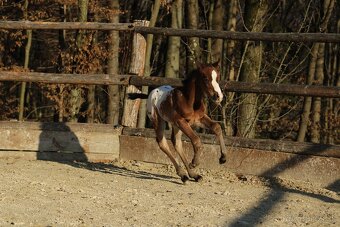 Appaloosa bay blanket colt Atlas - 5