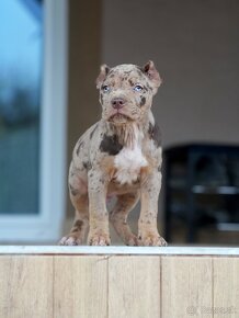 American Bully XL /XXL Pitbull - 5