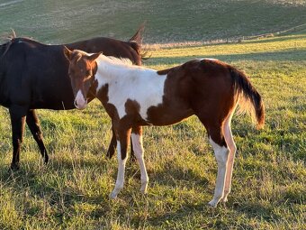 Paint horse žrebček s pp nar 2024 - 5