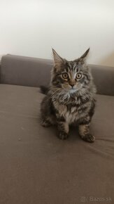 Maine coon a norska lesna - 5