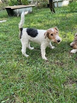 Predám šteniatka Fox terrier wire hrubosrstého - 5