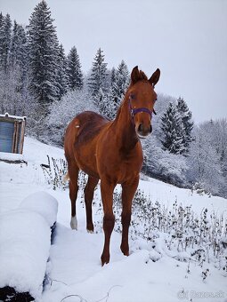 Žrebcček  QH - 5