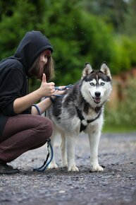 Darujem nádhernú sučku Lusy - mix sibírsky husky - 5