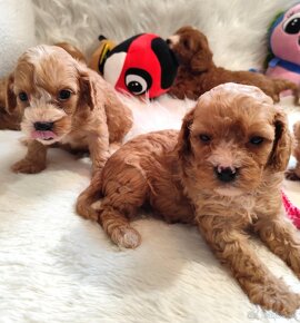 Cavapoo - 5