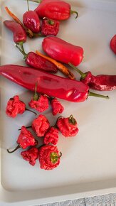 Chilli papričky/ chili / čili / čily papričky - 5