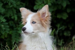 Border kólia bez pp, border collie - 5