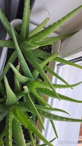 Aloe vera - 5