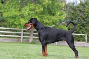 DOBERMANN šteniatka s P.P. - 5