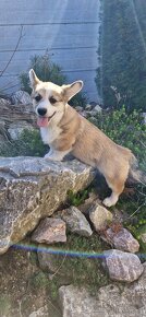 Welsh Corgi Pembroke s pp - 5