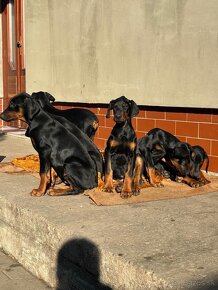 Steniata Doberman - 5