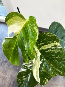 Monstera deliciosa ‘Albo variegata’ - 5