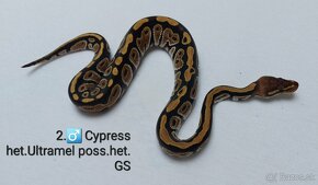 Python Regius Cypress 2024 - 5