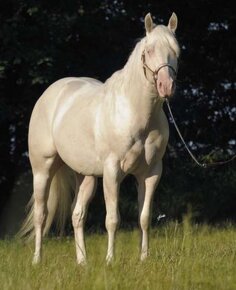 Appaloosa - 5