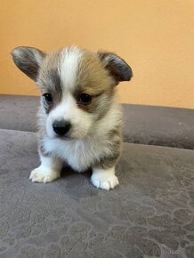 Welsh corgi pembrok PP - 5