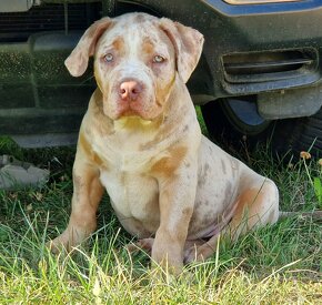 American bully xl - 5