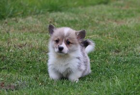 Welsh Corgi Pembroke - 5