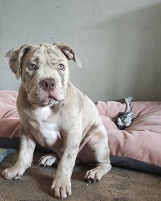 American Bully Pocket s PP - 5