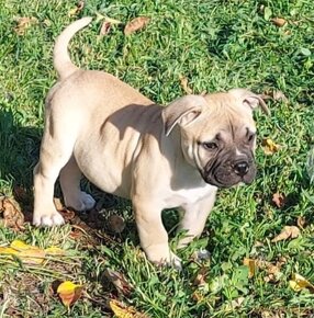 American  bully na krytie - 5