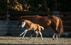 Krasny Quarter horse zrebcek - 5