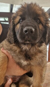 Leonberger - šteniatka s PP - 5