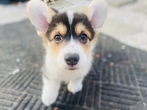 Corgi Pembroke steniatko - 5