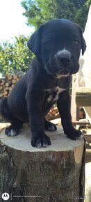 Šteniatka Cane Corso - 5