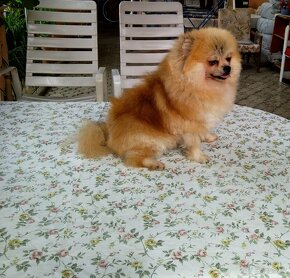 Pomeranian - 5