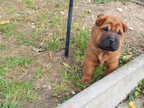 Shar-pei - 5