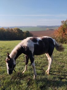 Polročná kobylka mix APH/ARAB - 5