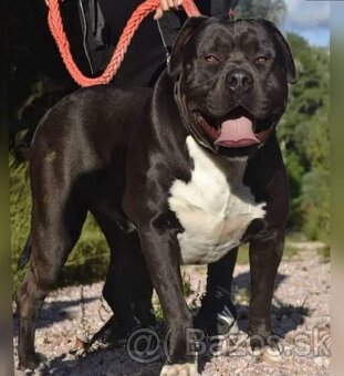 J&K bullys "ponúkame na predaj American bully XL - 5