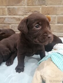 Labrador retriever šteniatka - 5