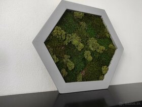 Predám obraz z machu: Hexagon šedý M (50 x 45 cm) - 5