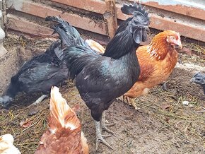 Ayam cemani - 5