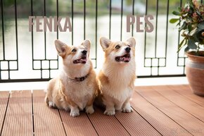 Welsh Corgi Pembroke - 5